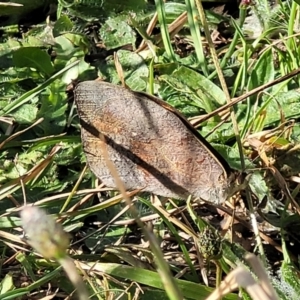 Heteronympha merope at Mitchell, ACT - 20 Dec 2022