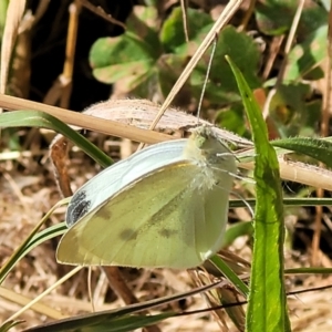 Pieris rapae at Mitchell, ACT - 20 Dec 2022 08:57 AM