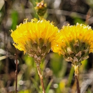 Rutidosis leptorhynchoides at Mitchell, ACT - 20 Dec 2022