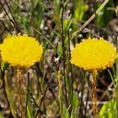 Rutidosis leptorhynchoides at Mitchell, ACT - 20 Dec 2022