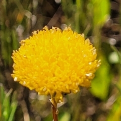 Rutidosis leptorhynchoides at Mitchell, ACT - 20 Dec 2022