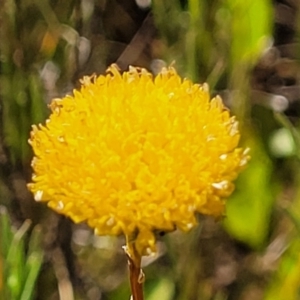 Rutidosis leptorhynchoides at Mitchell, ACT - 20 Dec 2022