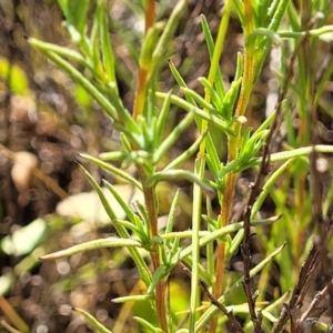 Rutidosis leptorhynchoides at Mitchell, ACT - 20 Dec 2022