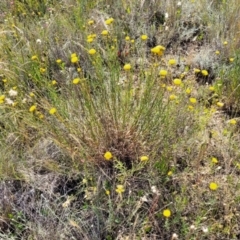 Rutidosis leptorhynchoides at Mitchell, ACT - 20 Dec 2022