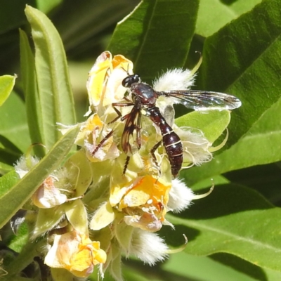 Daptolestes sp. (genus) (Robber Fly) at ANBG - 19 Dec 2022 by HelenCross