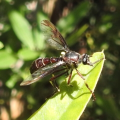 Daptolestes sp. (genus) at Acton, ACT - 19 Dec 2022