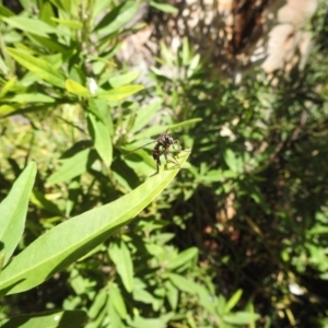 Daptolestes sp. (genus) at Acton, ACT - 19 Dec 2022