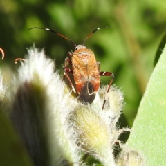 Miridae (family) (Unidentified plant bug) at Acton, ACT - 19 Dec 2022 by HelenCross