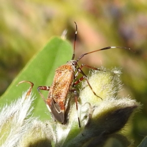 Miridae (family) at Acton, ACT - 19 Dec 2022 03:29 PM