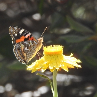 Vanessa kershawi (Australian Painted Lady) at Acton, ACT - 19 Dec 2022 by HelenCross