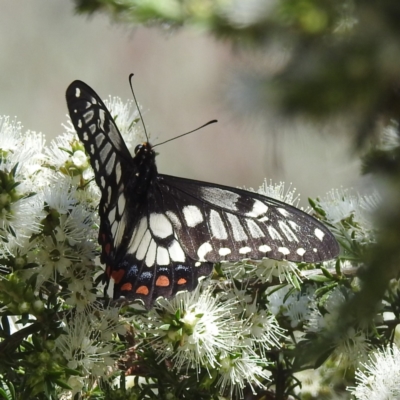 Papilio anactus (Dainty Swallowtail) at Acton, ACT - 19 Dec 2022 by HelenCross