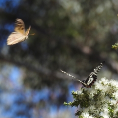 Papilio anactus at Acton, ACT - 19 Dec 2022