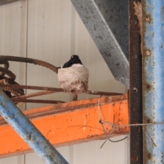 Rhipidura leucophrys (Willie Wagtail) at Kambah, ACT - 20 Dec 2022 by HelenCross