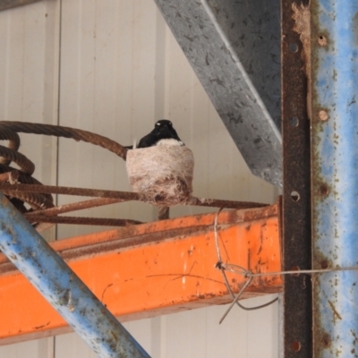 Rhipidura leucophrys (Willie Wagtail) at Lions Youth Haven - Westwood Farm A.C.T. - 19 Dec 2022 by HelenCross