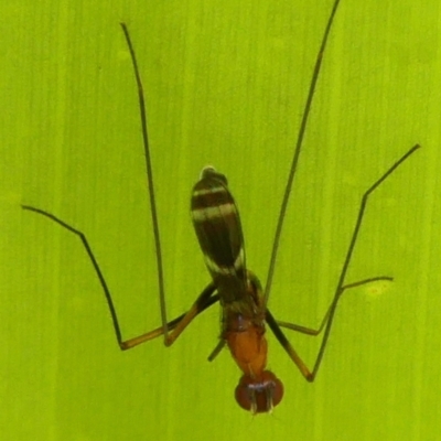Metopochetus sp. (genus) (Unidentified Metopochetus stilt fly) at Wingecarribee Local Government Area - 19 Dec 2022 by Curiosity