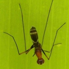 Metopochetus sp. (genus) (Unidentified Metopochetus stilt fly) at Braemar, NSW - 19 Dec 2022 by Curiosity