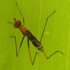 Metopochetus sp. (genus) at Braemar, NSW - 19 Dec 2022