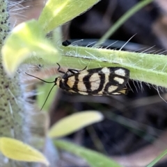 Asura lydia (Lydia Lichen Moth) at QPRC LGA - 19 Dec 2022 by Wandiyali