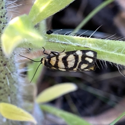 Asura lydia (Lydia Lichen Moth) at Googong, NSW - 19 Dec 2022 by Wandiyali
