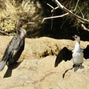 Phalacrocorax carbo at Narooma, NSW - 6 Dec 2022 08:48 AM