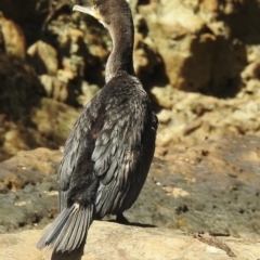 Phalacrocorax carbo at Narooma, NSW - 6 Dec 2022