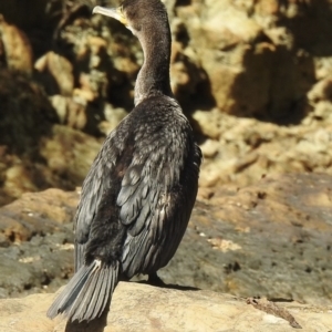 Phalacrocorax carbo at Narooma, NSW - 6 Dec 2022 08:48 AM