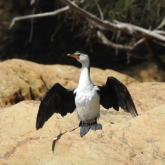 Microcarbo melanoleucos (Little Pied Cormorant) at Narooma, NSW - 6 Dec 2022 by GlossyGal