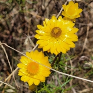 Xerochrysum viscosum at Stromlo, ACT - 20 Dec 2022