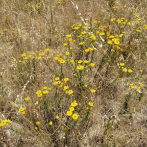 Xerochrysum viscosum at Stromlo, ACT - 20 Dec 2022