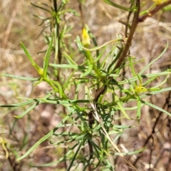 Xerochrysum viscosum at Stromlo, ACT - 20 Dec 2022