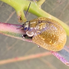 Paropsisterna cloelia (Eucalyptus variegated beetle) at Stromlo, ACT - 20 Dec 2022 by trevorpreston