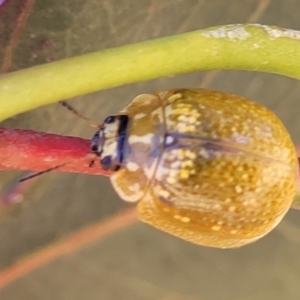 Paropsisterna cloelia at Stromlo, ACT - 20 Dec 2022