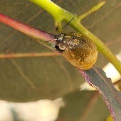 Paropsisterna cloelia at Stromlo, ACT - 20 Dec 2022