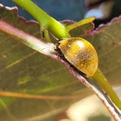 Paropsisterna cloelia at Stromlo, ACT - 20 Dec 2022