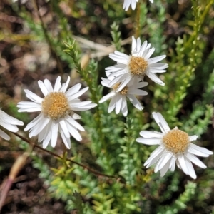 Rhodanthe anthemoides at Stromlo, ACT - 20 Dec 2022