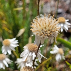 Rhodanthe anthemoides at Stromlo, ACT - 20 Dec 2022