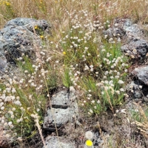 Rhodanthe anthemoides at Stromlo, ACT - 20 Dec 2022 12:33 PM