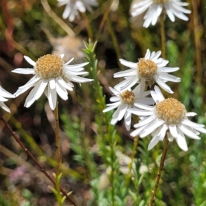 Rhodanthe anthemoides at Stromlo, ACT - 20 Dec 2022