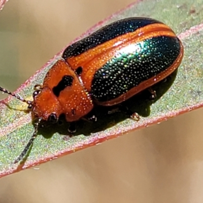 Calomela curtisi (Acacia leaf beetle) at Stromlo, ACT - 20 Dec 2022 by trevorpreston