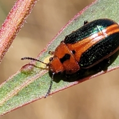 Calomela curtisi at Stromlo, ACT - 20 Dec 2022 12:36 PM