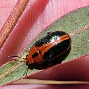 Calomela curtisi at Stromlo, ACT - 20 Dec 2022 12:36 PM