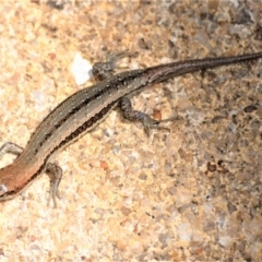 Lampropholis guichenoti (Common Garden Skink) at Jamberoo, NSW - 19 Dec 2022 by plants