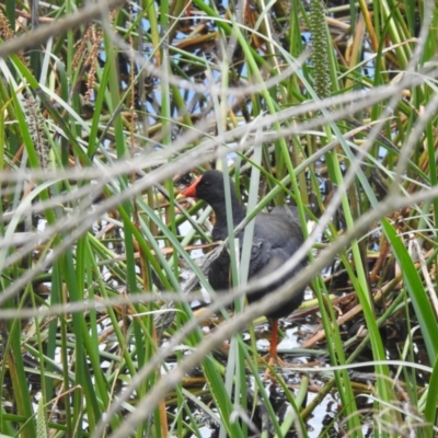 Gallinula tenebrosa (Dusky Moorhen) at North Narooma, NSW - 5 Dec 2022 by GlossyGal