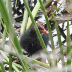 Gallinula tenebrosa at North Narooma, NSW - 6 Dec 2022