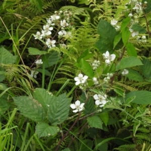 Rubus fruticosus species aggregate at Kianga, NSW - 6 Dec 2022 10:29 AM