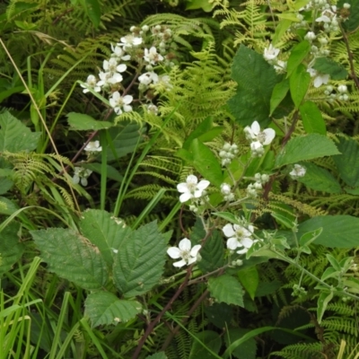 Rubus sp. (Blackberry) at Kianga, NSW - 5 Dec 2022 by GlossyGal