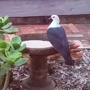 Columba leucomela at Jamberoo, NSW - 5 May 2022 04:54 PM