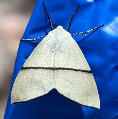 Gastrophora henricaria (Fallen-bark Looper, Beautiful Leaf Moth) at Jacka, ACT - 19 Nov 2022 by Marchien