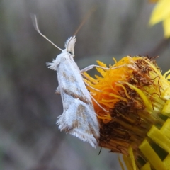 Heliocosma argyroleuca (A tortrix or leafroller moth) at Lions Youth Haven - Westwood Farm A.C.T. - 15 Dec 2022 by HelenCross