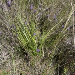 Caesia calliantha (Blue Grass-lily) at Mulanggari Grasslands - 20 Dec 2022 by Stephendavidbruce